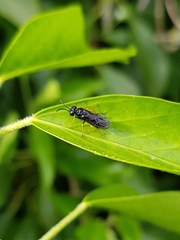 Monophadnus spinolae