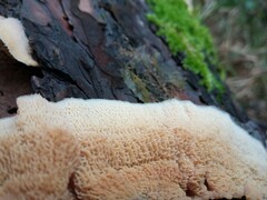 Merulius tremellosus