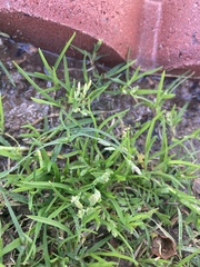 Poa annua
