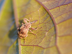 Anthonomus rectirostris