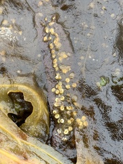 Serpulaceae