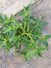 Solanum nitidibaccatum