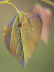 Anthonomus rectirostris