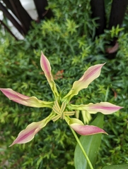 Gloriosa
