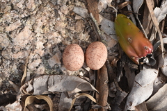 Hydropsalis torquata