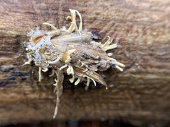 Akanthomyces tuberculatus