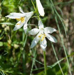 Paradisea liliastrum