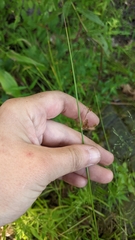 Juncus effusus solutus
