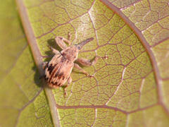 Anthonomus rectirostris