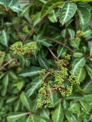 Parthenocissus henryana