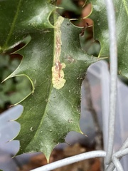 Phytomyza ilicis