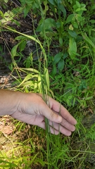 Juncus effusus solutus