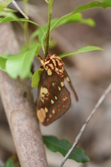 Citheronia brissotii