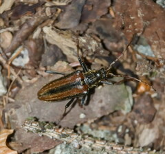 Oxymirus cursor