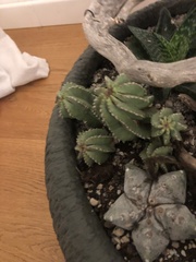 Astrophytum