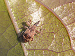 Anthonomus rectirostris