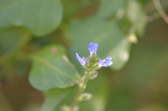 Salvia misella