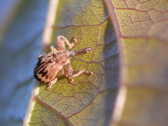 Anthonomus rectirostris