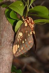 Citheronia brissotii