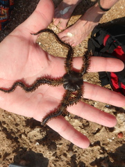 Ophiocoma scolopendrina