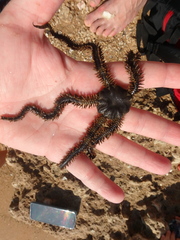 Ophiocoma scolopendrina