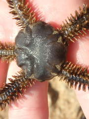 Ophiocoma scolopendrina