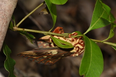 Citheronia brissotii
