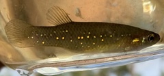 Fundulus chrysotus