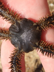 Ophiocoma scolopendrina