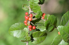 Xylosma flexuosa