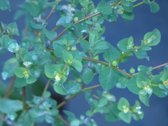 Helioscopia