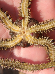 Ophiocoma scolopendrina