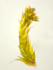 Platygyrium repens