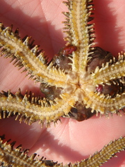 Ophiocoma scolopendrina