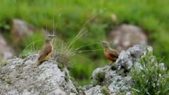 Geocolaptes olivaceus