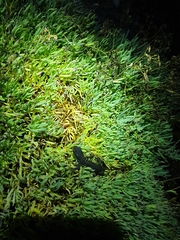 Ichthyosaura alpestris