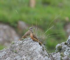 Geocolaptes olivaceus