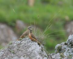 Geocolaptes olivaceus