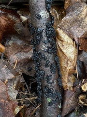 Exidia