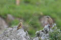 Geocolaptes olivaceus