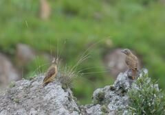 Geocolaptes olivaceus