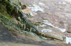 Pseudocordylus subviridis