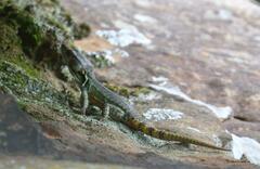 Pseudocordylus subviridis