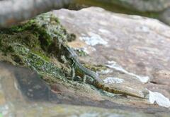 Pseudocordylus subviridis