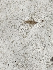 Entomobrya intermedia