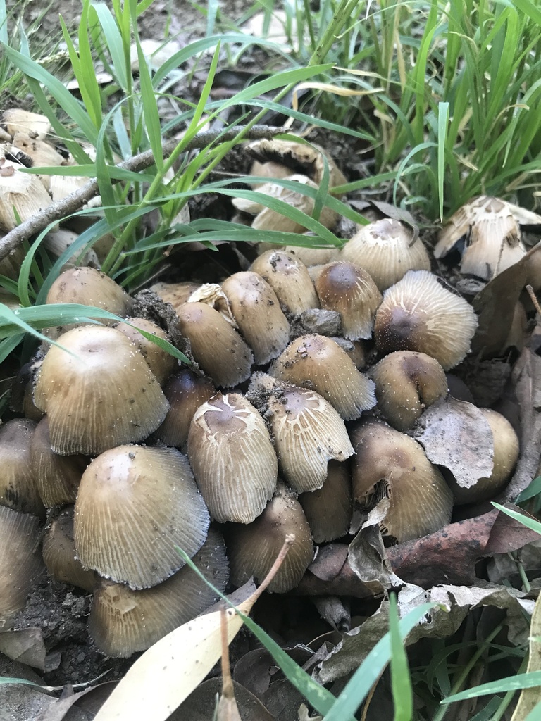 Coprinellus micaceus · December 2022 · photo: © tutitah (iNaturalist, cc0)