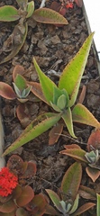 Kalanchoe gastonis-bonnieri