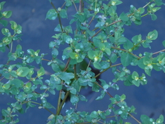 Helioscopia