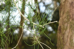 Ephedra tweedieana
