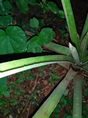 Aechmea distichantha